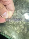 Code Goby, photographed in Florida