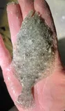 Summer Flounder, photographed in South Carolina