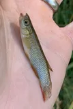 Plains Topminnow, photographed in Colorado