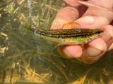 Pinewoods Darter, photographed in North Carolina
