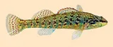 Christmas Darter, photographed in Georgia