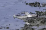 Dusky Smooth-hound, photographed in New Jersey
