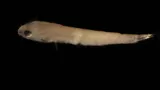 Twoscale Goby, photographed in Quintana Roo