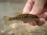 Cahaba Bass, photographed in Alabama
