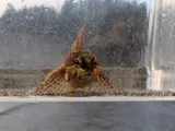 Sharpnose Sculpin, photographed in Alaska