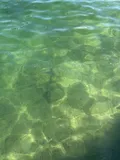 Southern Stingray, photographed in Florida