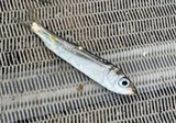 Pacific Herring, photographed in British Columbia