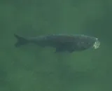 Bighead Carp, photographed in Wien