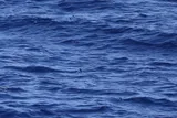 Sailfin Flyingfish