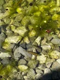 Northern Starhead Topminnow, photographed in Illinois
