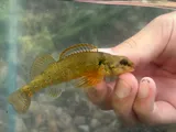 Variegate Darter, photographed in Ohio