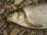Broad Whitefish, photographed in Far Eastern District