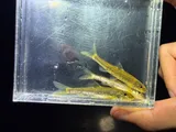 Mobile Chub, photographed in Alabama