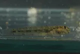 Seaboard Goby, photographed in New York