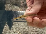 Eastern Sand Darter, photographed in Kentucky