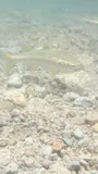 Mountain Mullet, photographed in Saint-Pierre