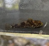 Slimy Sculpin, photographed in New Jersey