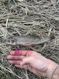 White Sucker, photographed in Illinois