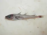 Arctic Cod