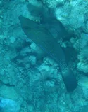 Scrawled Filefish