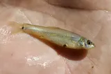 Bullhead Minnow, photographed in Texas