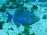 Queen Triggerfish, photographed in West Bay