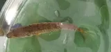 Blackspotted Stickleback, photographed in Nova Scotia