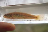 Goldstripe Darter, photographed in Mississippi
