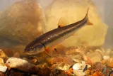 Creek Chub, photographed in Tennessee