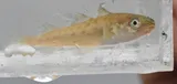 Pacific Tomcod, photographed in British Columbia