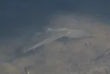Kanda Mullet, photographed in Hawaii