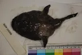 Spottedtail Goosefish