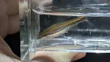 Redeye Chub, photographed in Alabama