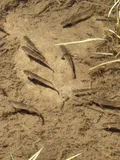 Longnose Sucker, photographed in Wyoming