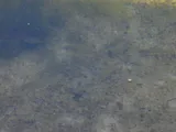 Redbreast Sunfish, photographed in Florida