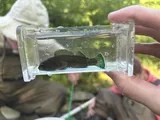 Greenfin Darter, photographed in North Carolina