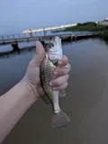 Atlantic Croaker, photographed in Mississippi