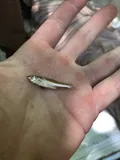 Plains Minnow, photographed in Oklahoma