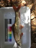 River Redhorse, photographed in Alabama