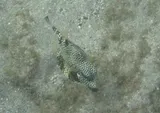 Smooth Trunkfish, photographed in Saint George