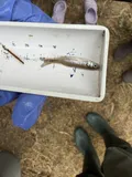 Sacramento Pikeminnow, photographed in California