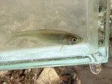 River Shiner, photographed in Ohio