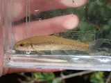 Tonguetied Minnow, photographed in North Carolina