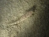 Arrow Goby, photographed in California