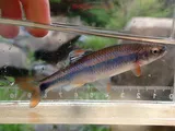 Tricolor Shiner, photographed in Tennessee