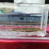 Northern Pearl Dace, photographed in Ontario