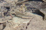 Nueces Roundnose Minnow, photographed in Texas
