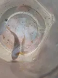 Dixie Chub, photographed in Alabama