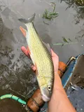 Golden Redhorse, photographed in Ohio