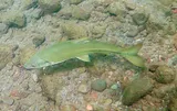 Hardhead, photographed in California